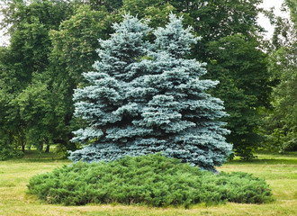 Two trees of blue spruce in the Botanical garden