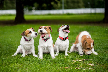 Four Jack Russell dogs sitting together with one of them sad. Community ignore, lonely concept.