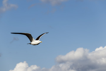 A sea gull flies