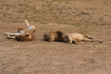Zambia: Lions is lying on the sand and relaxing at South Luangwa | Löwen liegen im Sand am...