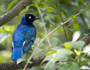 Superb starling