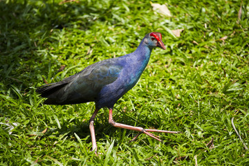 Purple Swamphen