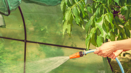 Working watering garden from hose