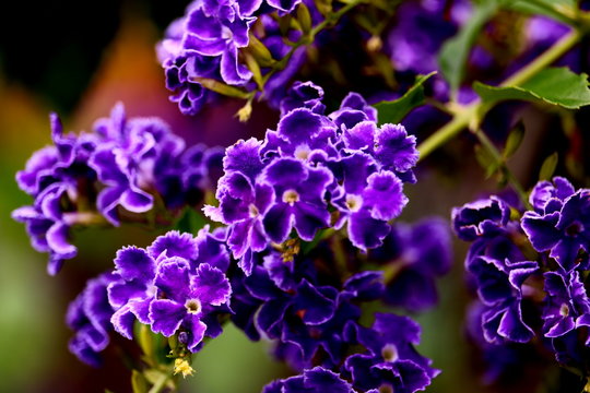 duranta