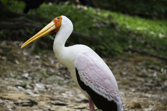Painted Stork 