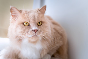 portrait of a cat close up of peach color