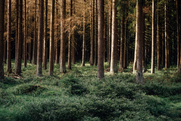 Naklejka premium Fichtenwald im Abendlicht mit Heidelbeeren auf dem Waldboden