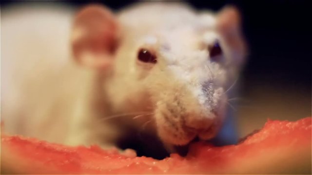 simatic rat albino gnaws a watermelon cake