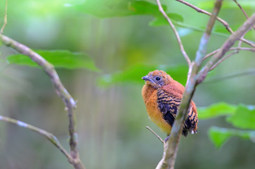 Orange-breasted Trogon or Harpactes oreskios, beautiful chick on branch with green background, Thailand.