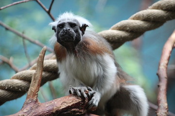 tamarins in the Blijdorp Zoo