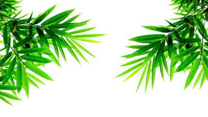 Plakat green bamboo leaves isolated on white background