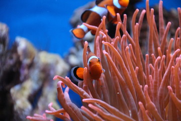 Naklejka na ściany i meble Clownfish like Nemo in Rotterdam Zoo