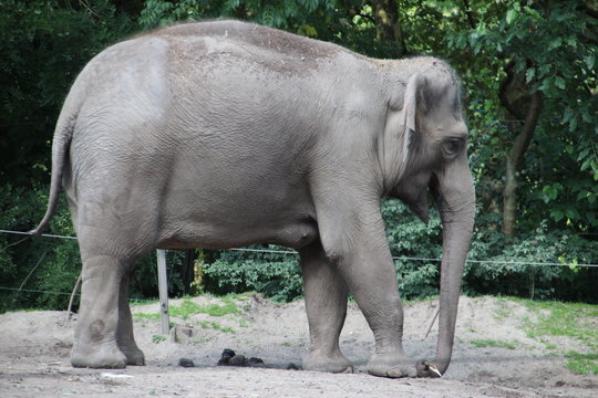 Elephant In The Rotterdam Zoo