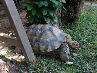 Fototapeta premium Large Turtle - Turtle Museum Singapore Tortoise