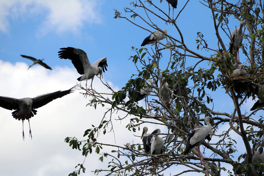 A flock of open billed stork bird perch and winged at the tree on blue sky and white cloud background. A lot of black and white color of Asian openbill bird on the green tree.