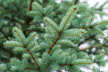 Closeup view of a blue spruce branches