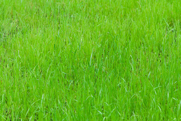 green grass as texture, background