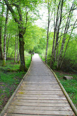 Passerelle de bois