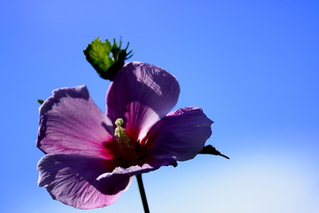 rose of sharon