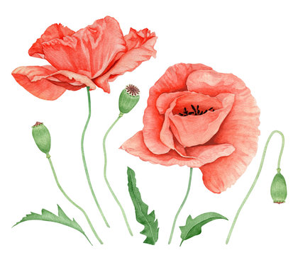 Watercolor Poppy Flowers