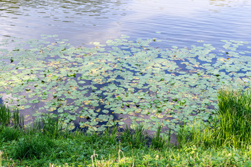 green water lily leaves in forest pond. background, nature.