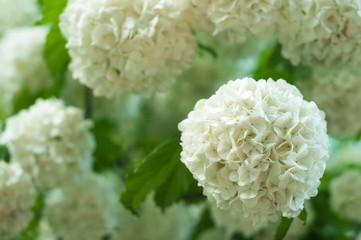 Chinese snowball viburnum flower heads are snowy. Blooming of beautiful white flowers in the summer garden. Delicate caves of white flowers on the branches.