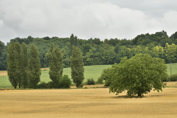 Arbres isolés en plein champs devant une colline boisée par temps humide ,au Périgord Vert