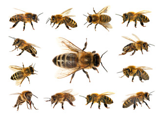 group of bee or honeybee on white background, honey bees