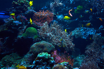 Naklejka na ściany i meble underwater coral reef landscape. Coral garden with tropical fish
