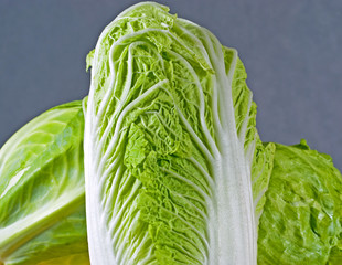 Chinease cabbage studio shot