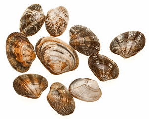 clams on a white background