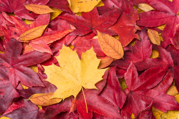 Naklejka na ściany i meble Autumn Leaves Background. Colorful autumn leaves