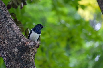Bird on branch.
