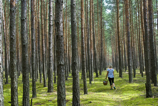 Woman picking up mashrooms in the forest