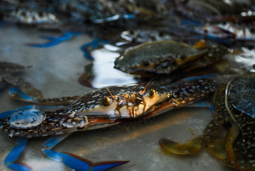 Animal for food : Crabs live float in street market water tank. Abstract crab shell patterns with water reflection. Life of animal in Seafood Market
