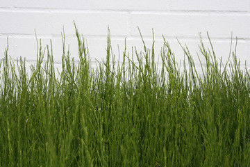 Ackerschachtelhalm grüne Halme vor weißer Mauer - background white wall with green stalks before