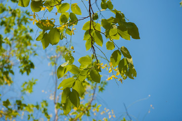 Green Leaves with small yellow flower from golden shower tree against blur sky background.  native flower in Thailand.