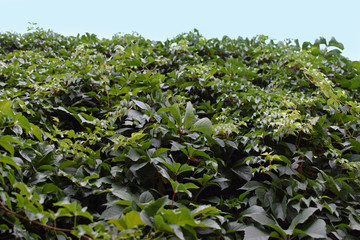 green ivy plant leaves