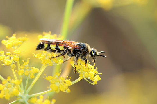 Dolchwespe
