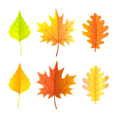 Set of colorful autumn leaves