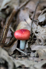 Red mushroom in the forest