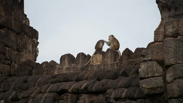 Monkeys in Phra Prang Sam Yod (Monkey Temple) in Lopburi, Thailand