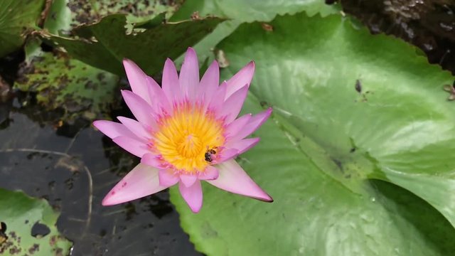 Closeup bee in lotus pink color