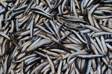 sprat fish background