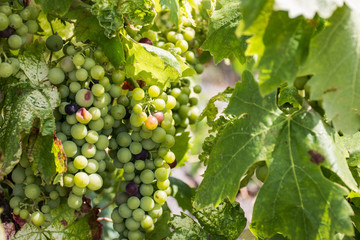 vigne dans les montagnes