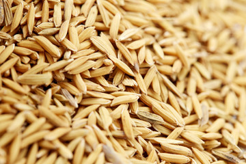 Fototapeta premium Rice seed background & Texture
