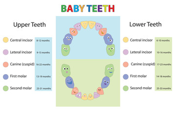 Naklejka premium Children Teeth anatomy. Dental Teeth Chart. Dental titles of every milk tooth - baby first teeth