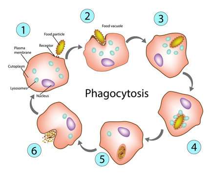 Phagocytosis.