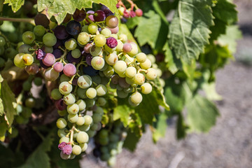 grappe de raisins dans le vignoble