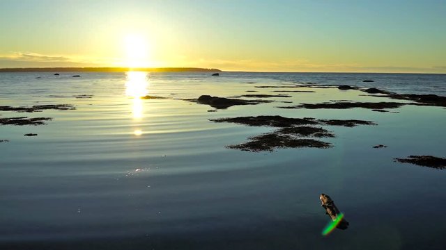 Sunset in Rimouski, Quebec by Saint Lawrence river in Gaspesie region of Canada with closeup of water shore, waves and bird flying 